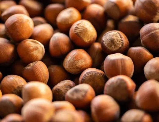 榛果 Hazelnut — 台灣堅果百科